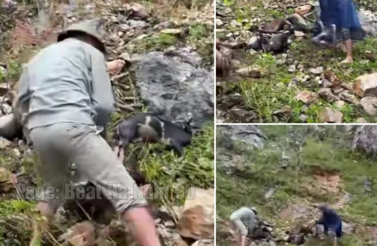 [VIDEO] Hiện trường sau trận mưa sét cả đàn dê không con nào còn sống