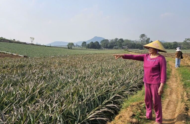 Xác định nguyên nhân dứa chết bất thường khiến người dân lo lắng